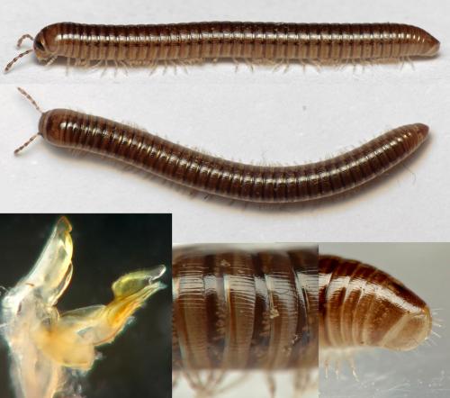 Réf. 227 432 : Cylindroiulus caeruleocinctus