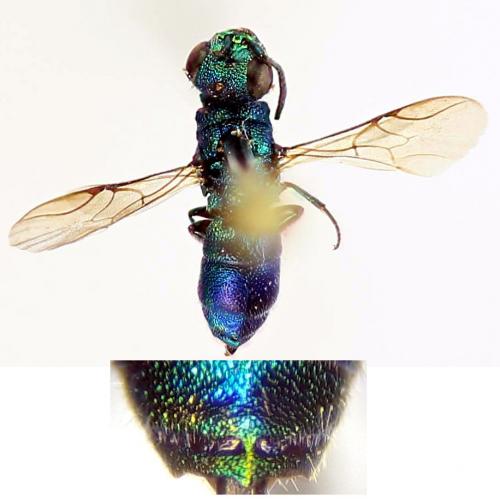 Trichrysis cyanea