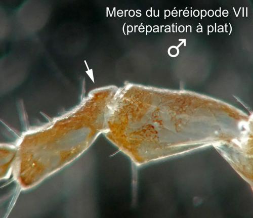 Réf. 227 406 : Philoscia muscorum
