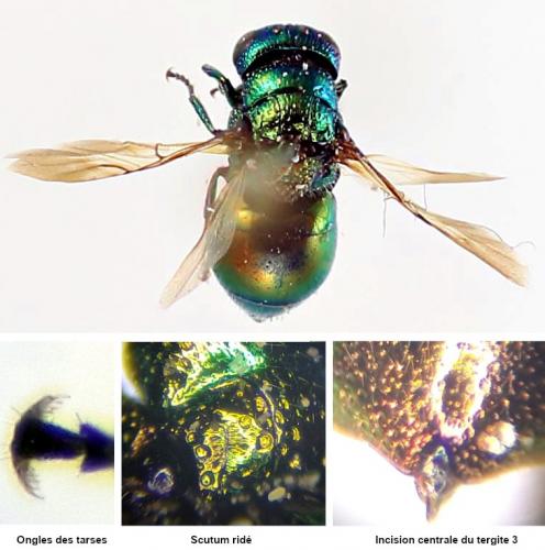Réf. 227 653 : Pseudomalus pusillus