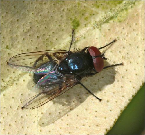 Réf. 227 530 : Hydrotaea ignava
