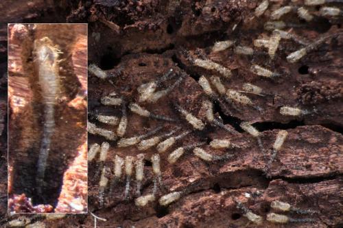 Réf. 227 095 : Forcipomyia sp.