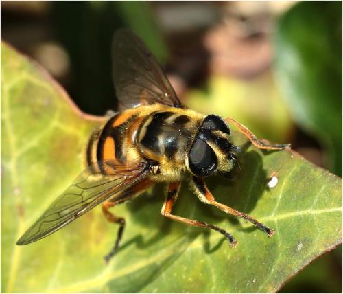 Réf. 227 724 : Myathropa florea