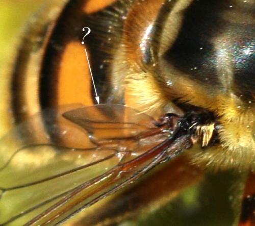 Myathropa florea