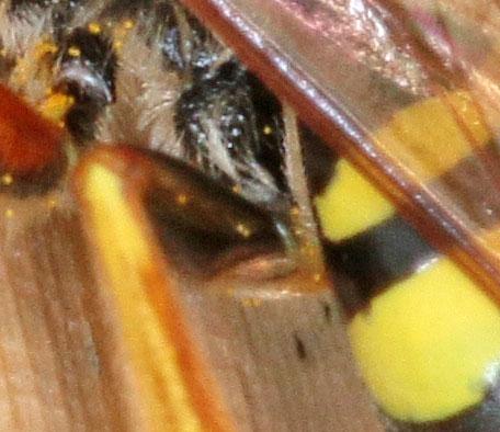 Réf. 227 765 : Nomada succincta