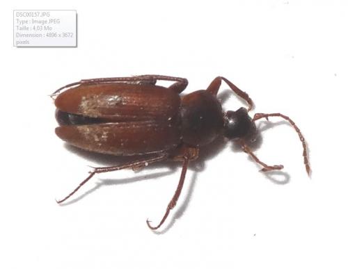 Réf. 227 492 : Choleva sp.