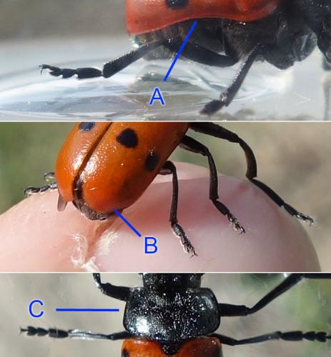 Lachnaia pubescens