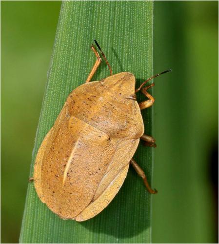 Réf. 227 510 : Eurygaster austriaca