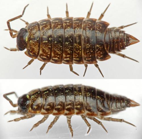 Philoscia muscorum