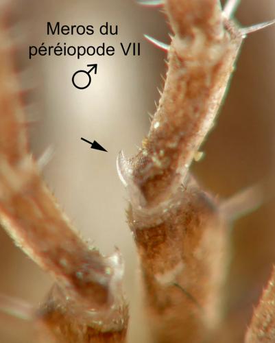 Philoscia muscorum
