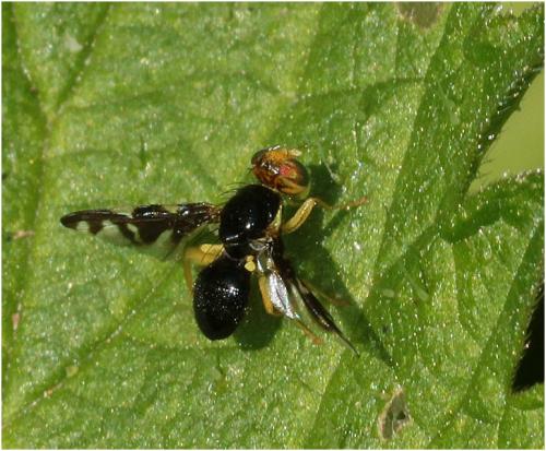 Réf. 227 631 : Euleia heraclei