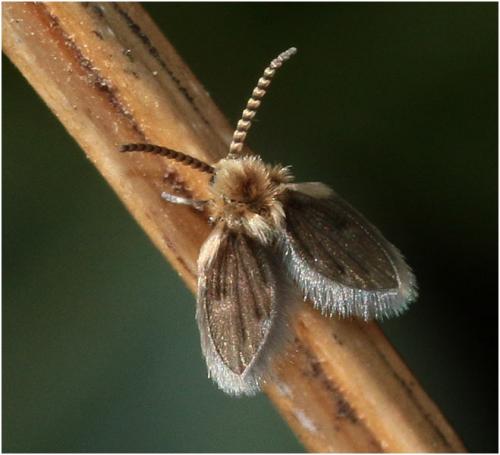 Philosepedon sp.