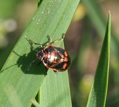 Eurydema oleracea