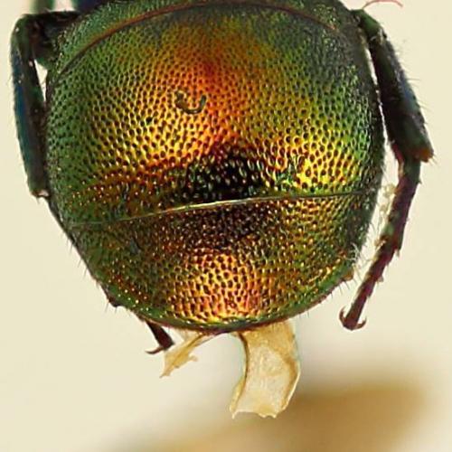 Hedychrum nobile