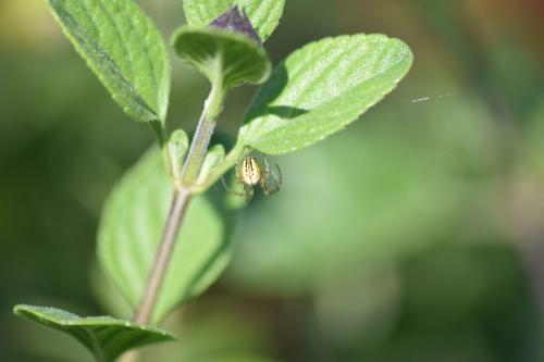 Réf. 227 643 : Mangora acalypha