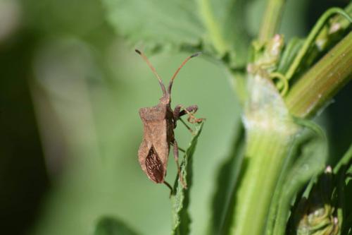 Coreus marginatus