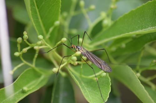 Nephrotoma sp.