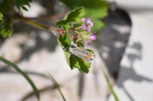 Aricia agestis