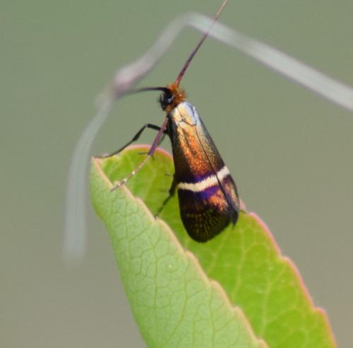 Adela australis