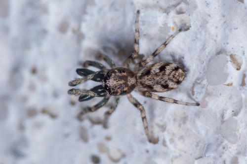 Salticus mutabilis