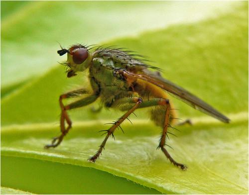 Scathophaga stercoraria