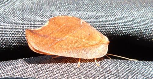 Réf. 227 856 : Drepanepteryx phalaenoides