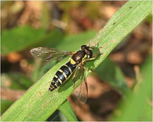 Réf. 227 317 : Sphaerophoria sp.