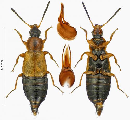 Amphichroum canaliculatum