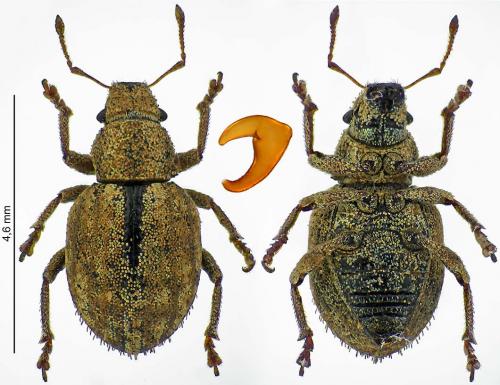 Réf. 227 097 : Strophosoma melanogrammum