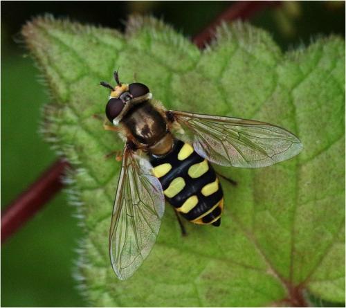 Réf. 227 053 : Eupeodes corollae