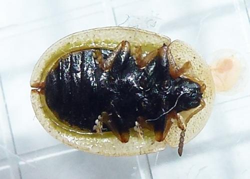 Réf. 227 257 : Cassida vibex