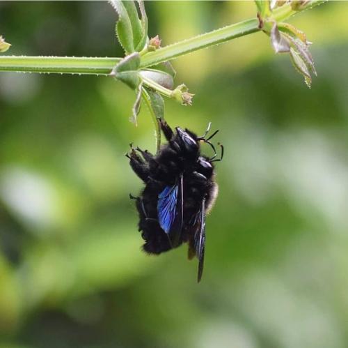Réf. 227 419 : Xylocopa violacea