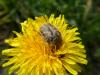 227647 – Photo : Andre Astric – France (68)