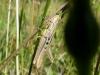 227182 – Photo : Bahuaud François – France (44)