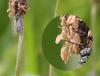 Selandriinae inconnu