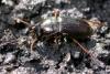 227999 – Photo : Arthropa - Benoit Martha – France (68)