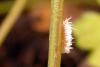 227981 – Photo : Arthropa - Benoit Martha – France (21)