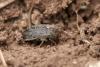 227962 – Photo : Arthropa - Benoit Martha – France (21)