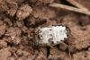 227963 – Photo : Arthropa - Benoit Martha – France (21)