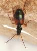 227830 – Photo : Arthropa - Benoit Martha – France (21)