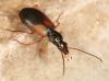 227831 – Photo : Arthropa - Benoit Martha – France (21)