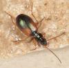 227832 – Photo : Arthropa - Benoit Martha – France (21)