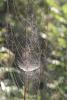 227967 – Photo : Arthropa - Benoit Martha – France (63)