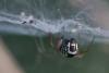 227968 – Photo : Arthropa - Benoit Martha – France (63)