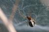 227969 – Photo : Arthropa - Benoit Martha – France (63)