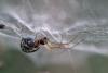 227970 – Photo : Arthropa - Benoit Martha – France (63)