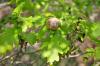 227826 – Photo : F. Pouilly – France (56)