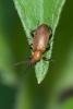 227613 – Photo : D. Martinez – Philippines