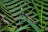 227107 – Photo : D. Martinez – Philippines