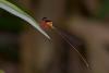 227203 – Photo : D. Martinez – Philippines